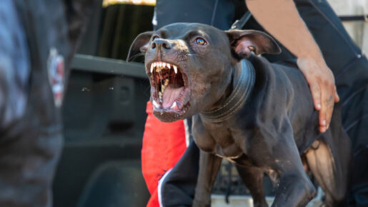 Woman Hospitalized After Pit Bull Attack In Oak Cliff