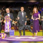Doberman Penny Claims Best In Show At Historic 150th Westminster Dog Show