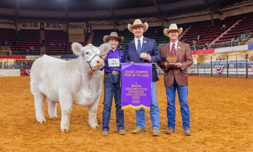 13-Year-Old’s Steer ‘White Castle’ Sells For Record $550,000 At Fort Worth Stock Show