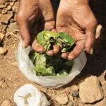 Study: Colombia’s Cocaine Boom Could Cost U.S. $10 Billion Yearly In Overdose Deaths