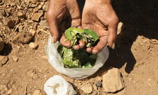 Study: Colombia’s Cocaine Boom Could Cost U.S. $10 Billion Yearly In Overdose Deaths