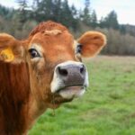 Cowtown Conspiracy: $220 Million Cattle Fraud