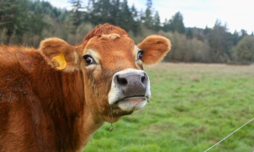 Cowtown Conspiracy: $220 Million Cattle Fraud