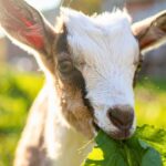 Dallas Deploys Goat Squad To Devour Invasive Plants (No Chemicals, Just Appetite)