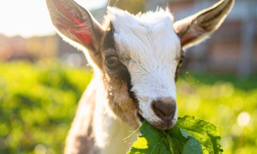 Dallas Deploys Goat Squad To Devour Invasive Plants (No Chemicals, Just Appetite)