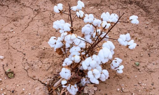 Tech Boom vs. Texas Farmland: Why Farmers Are Fighting AI Data Centers