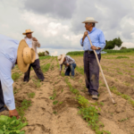 H-2A Program Exploited: Trio Allegedly Trapped Farmworkers, Seized Passports, Harbored Them Illegally