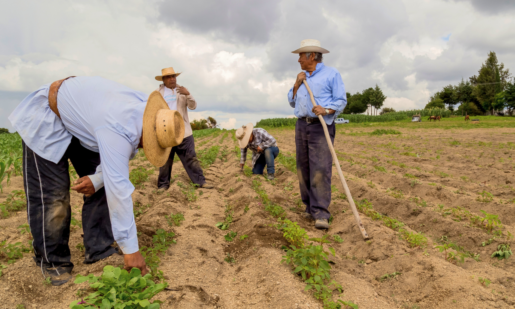 H-2A Program Exploited: Trio Allegedly Trapped Farmworkers, Seized Passports, Harbored Them Illegally