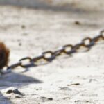 Dog Found Tethered With Mouth Taped: Johnson County Arrest Follows Cruelty Report