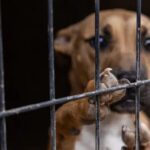 ‘Operation Fight Club’: Over 200 Dogs Rescued In Texas Dogfighting Bust