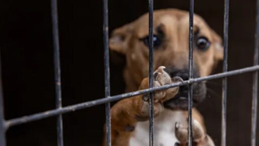 ‘Operation Fight Club’: Over 200 Dogs Rescued In Texas Dogfighting Bust