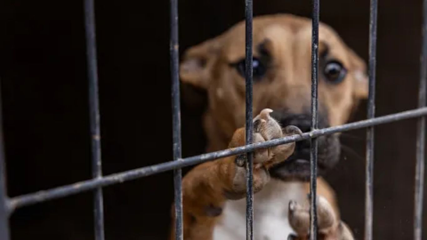 'Operation Fight Club': Over 200 Dogs Rescued In Texas Dogfighting Bust