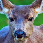 Ban Hunting In Oregon – At What Cost To The Economy And Habitat?