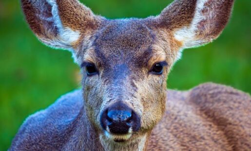 Ban Hunting In Oregon – At What Cost To The Economy And Habitat?