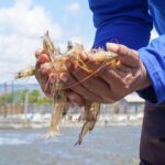 Gulf Shrimpers Cheer As Trump Reels In New Trade Hooks
