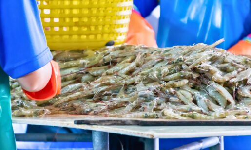 94% Of Your Shrimp Comes From Abroad — Why Shrimpers Call It A Hidden Threat To The U.S.