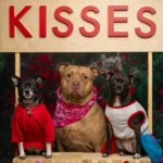 Spend Valentine’s Day In Dallas: Adopt Or Foster A Shelter Dog