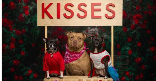 Spend Valentine’s Day In Dallas: Adopt Or Foster A Shelter Dog