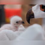 Historic Hatch! Fort Worth Zoo Welcomes First-Ever African Fish Eagle Chick