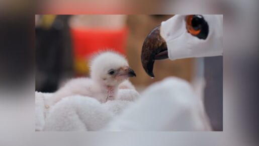 Historic Hatch! Fort Worth Zoo Welcomes First-Ever African Fish Eagle Chick