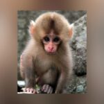 Florida Man Pleads Guilty To Creating & Sharing Baby Monkey Sexual Torture, Burning & Mutilation Videos
