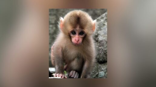 Florida Man Pleads Guilty To Creating & Sharing Baby Monkey Sexual Torture, Burning & Mutilation Videos