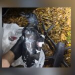 Texas Women Arrested For Using Drone-Crow Decoys To Smuggle Drugs Into Louisiana Prison