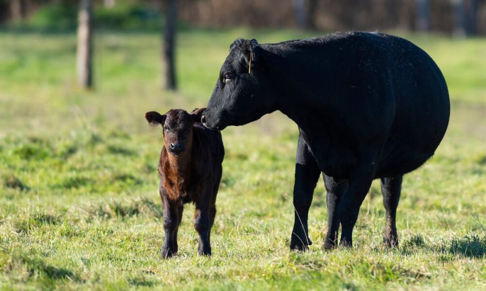 Farmers vs Data Centers: Kentucky Family Rejects $26M Offer