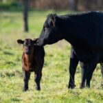 Farmers vs Data Centers: Kentucky Family Rejects $26M Offer