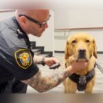 Meet K-9 Copper: Fort Worth’s Newest Hero Sniffing Out Child Exploitation Devices