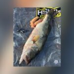 Angler Arrested For Cheating After Tournament Officials Flag Bass As ‘Fishy’