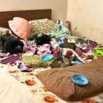 64 Sick Cats Saved In Garland’s Record Seizure – High Ammonia, Respiratory Infections Exposed
