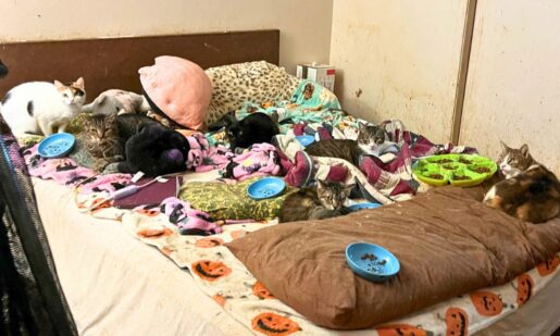 64 Sick Cats Saved In Garland’s Record Seizure – High Ammonia, Respiratory Infections Exposed
