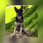 Texas Breeder Hit With First Federal Animal Cruelty Task Force Indictment Over Dog Shooting