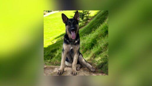 Texas Breeder Hit With First Federal Animal Cruelty Task Force Indictment Over Dog Shooting