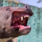 Midlothian Dog Attack: Child Severely Injured, Police Seek Owner