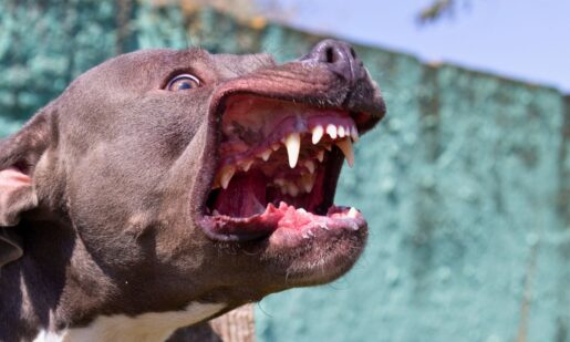 Midlothian Dog Attack: Child Severely Injured, Police Seek Owner