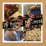Texas Trucker Caught Smuggling 39 Live Pythons In Peterbilt At World Trade Bridge