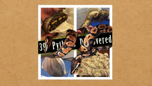 Texas Trucker Caught Smuggling 39 Live Pythons In Peterbilt At World Trade Bridge