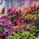 East Texas In Full Bloom: Tyler’s Legendary Azalea Trail Runs March 20–April 5