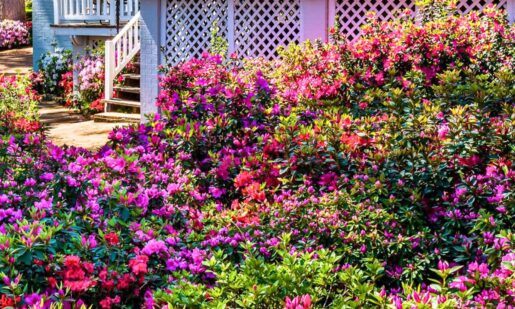 East Texas In Full Bloom: Tyler’s Legendary Azalea Trail Runs March 20–April 5
