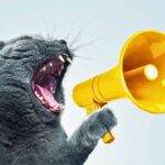 PetPhone: Want To Talk To Your Pet While You’re Away? What If They Could Actually Answer?