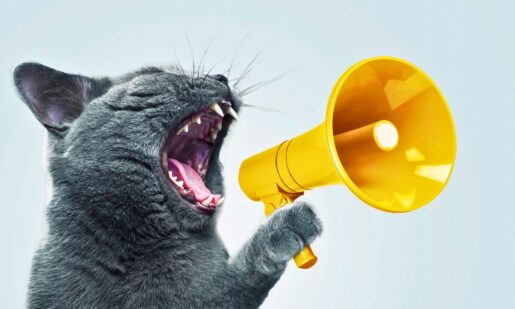 PetPhone: Want To Talk To Your Pet While You’re Away? What If They Could Actually Answer?