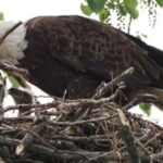 Bald Eagle Pair Nick And Nora Welcome Triplet Eaglets At White Rock Lake