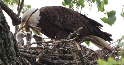 Bald Eagle Pair Nick And Nora Welcome Triplet Eaglets At White Rock Lake