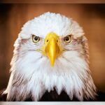 From Near-Extinction To Soaring High: How America’s Bald Eagle Population Quadrupled