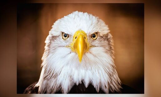 From Near-Extinction To Soaring High: How America’s Bald Eagle Population Quadrupled