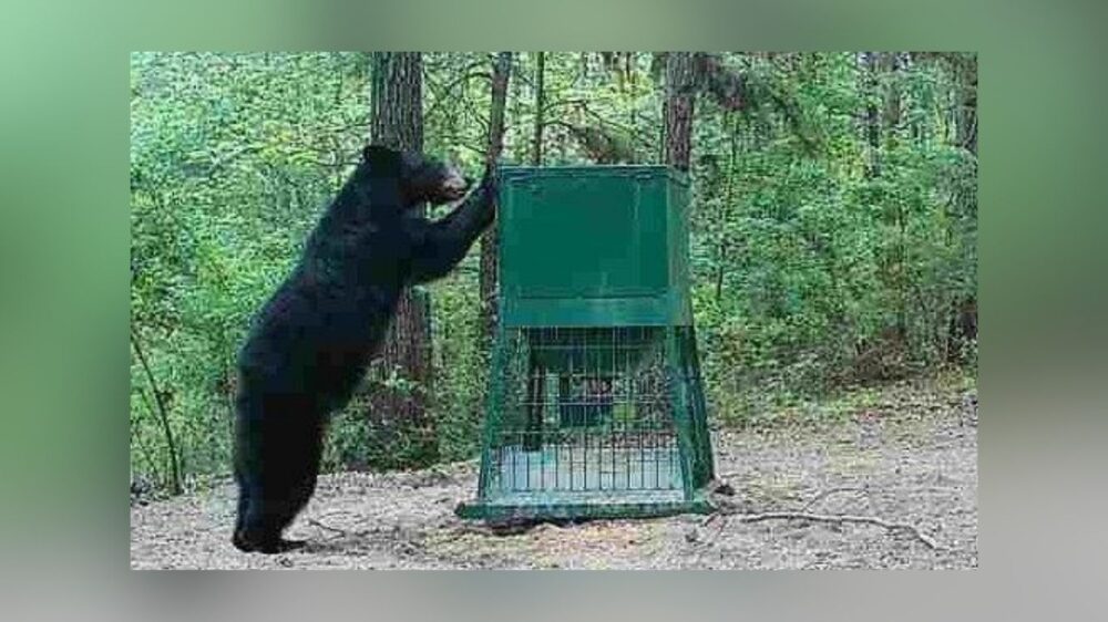 Shy 200-Pound Bear Thriving On Neches River – East Texas Can’t Stop Watching
