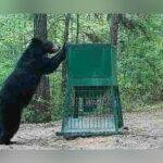 Shy 200-Pound Bear Thriving On Neches River – East Texas Can’t Stop Watching