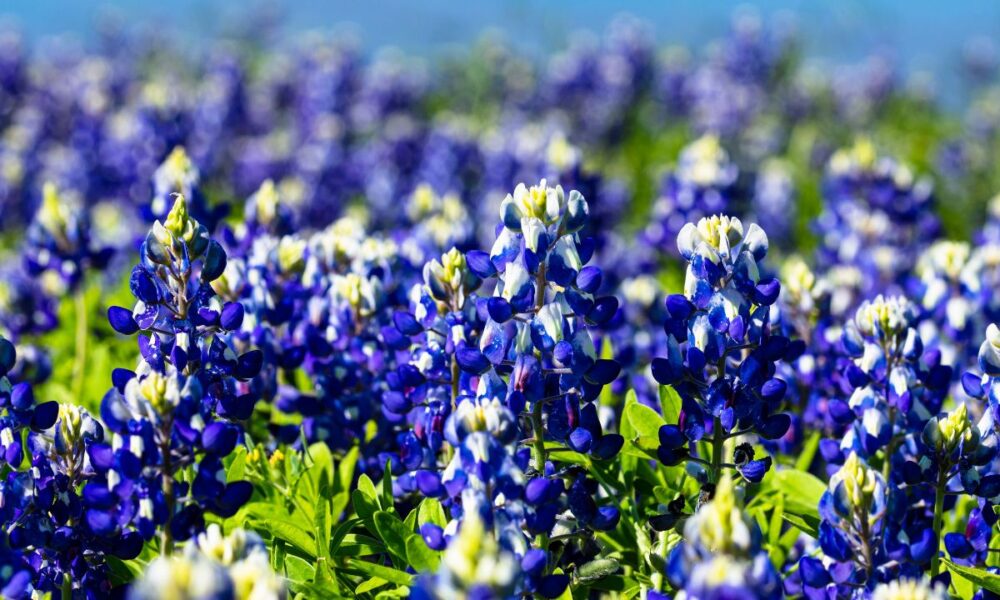 Don’t Put Your Camera Away Yet! Bluebonnets Still Blooming In DFW